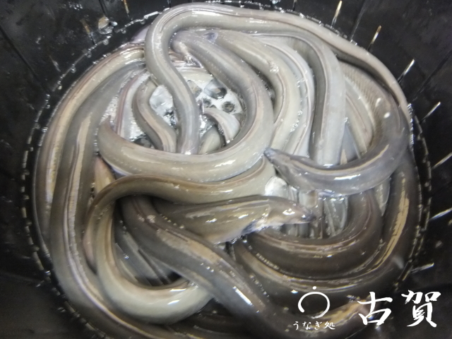 活鰻